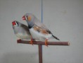 /album/fotogalerie-zebricky/hajek-sed-svh-par-040-jpg/